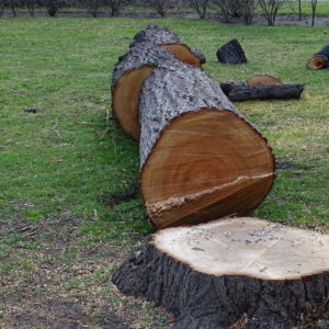 Prix abattage d'un arbre