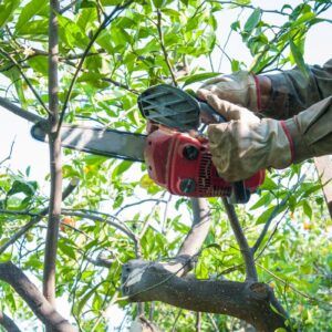 Élagage d'un arbre par un professionnel